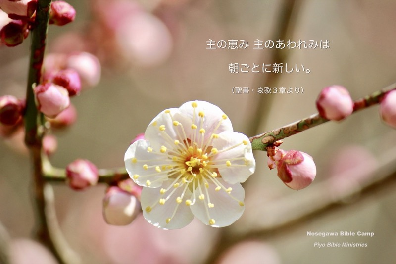 J3-1_Lam.3-22,23_主の恵み・主のあわれみ_Plum