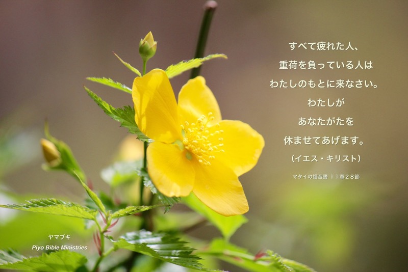 J4-1_Matt.11-28_すべて疲れた人_ヤマブキ