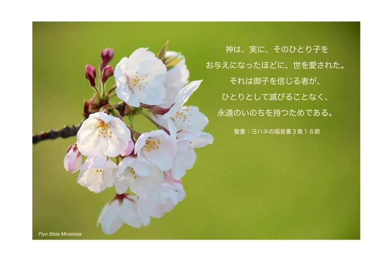 J4-2_John_3-16_神は実に_サクラ
