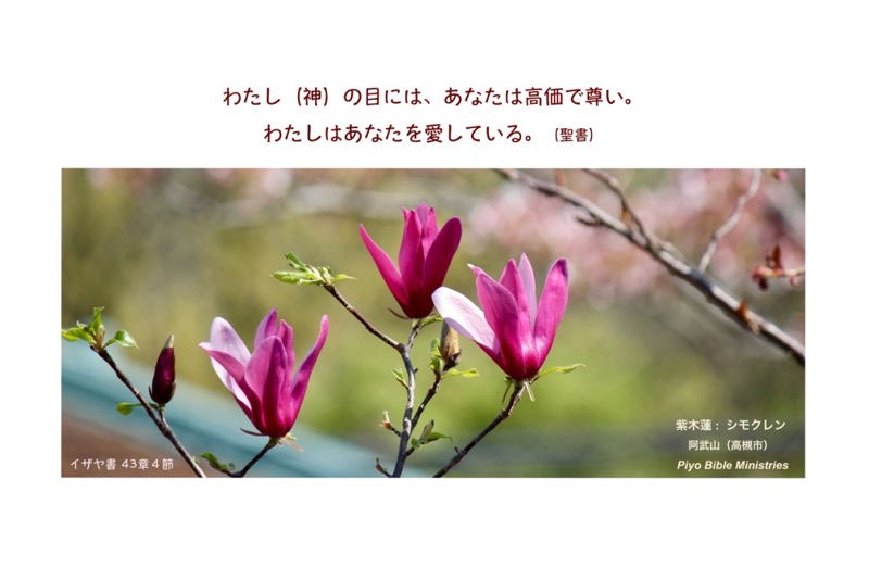 J4-4_Isaiah 43-4a_わたしの目には_シモクレン