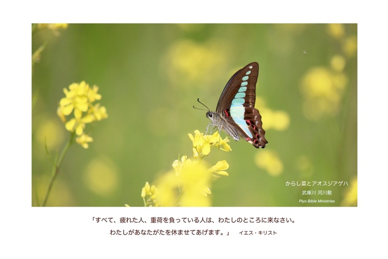 J4-6_Matt.11-28_すべて、疲れた人_アオスジアゲハ