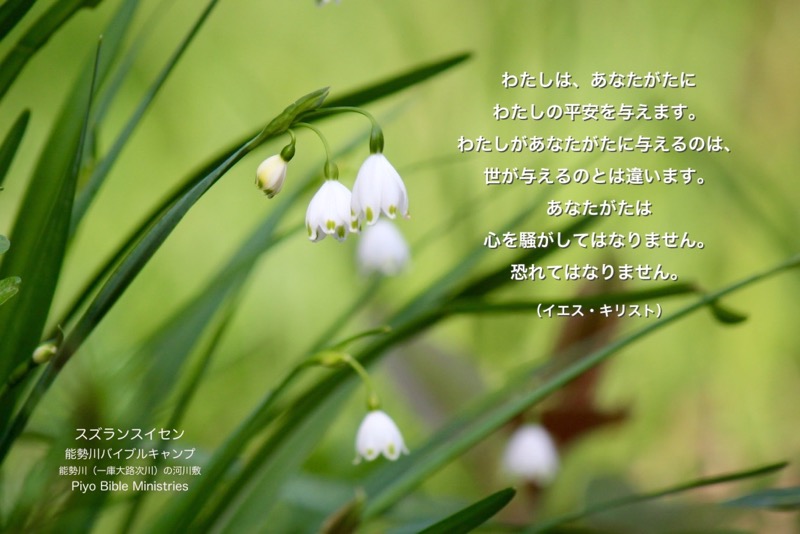 J4-7_John-14-27_私の平安を与えます_スズランスイセン