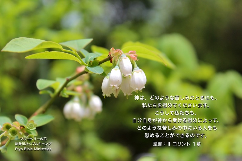 J4-9_2Cor .1-4_どのような苦しみのときにも_ブルーベリー