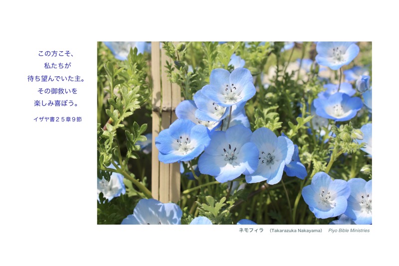 J4-17_Is.25-9_その御救いを