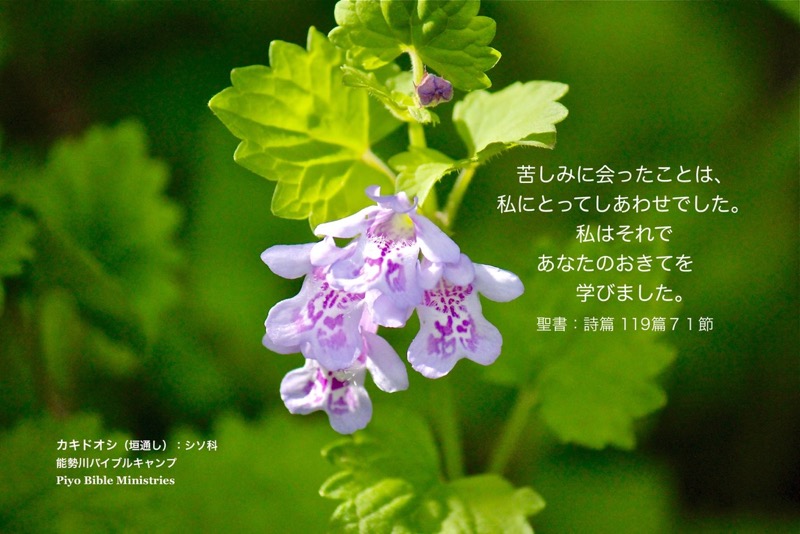 J5-2_Psa_119-71_苦しみにあったことは