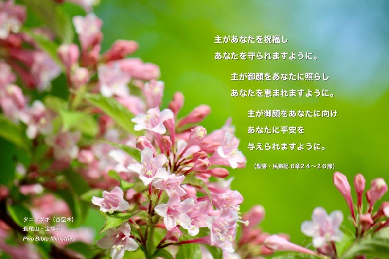 J5-6_Num_6_24-26_主があなたを祝福し_タニウツギ