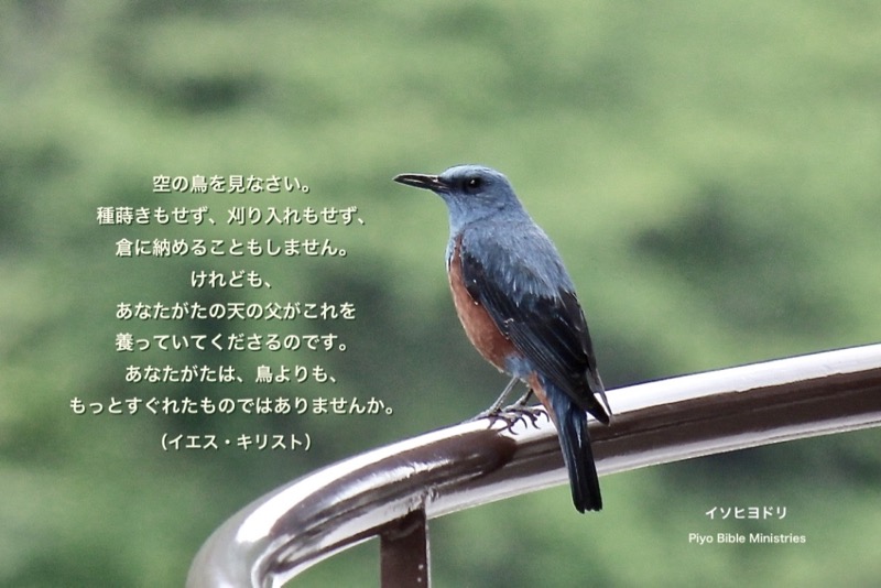 J5-8_Matt.6-26_空の鳥を見なさい_イソヒヨドリ-m