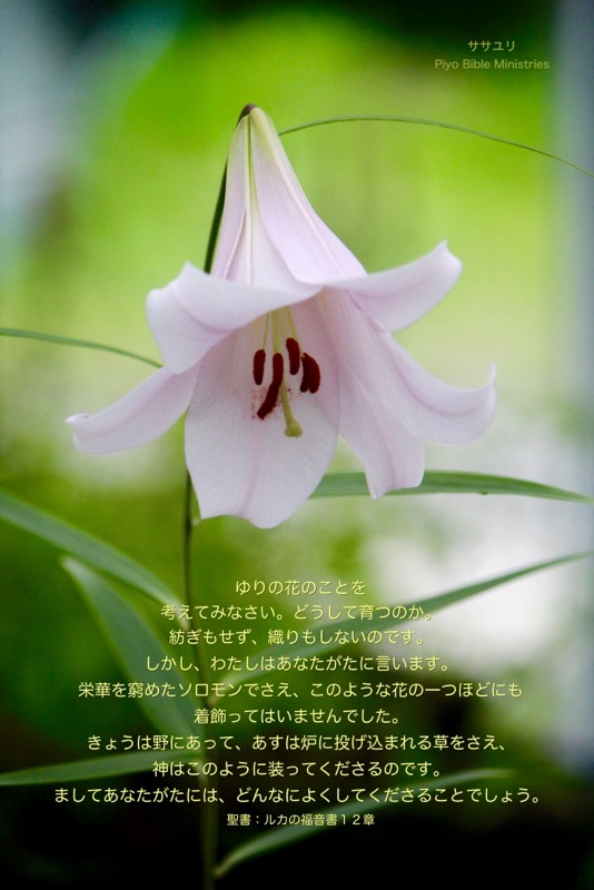 J5-12_Luke.12-27,28_ゆりの花のことを-3C1