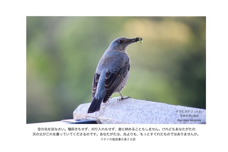 J5-14_Matt.6-26_空の鳥を_イソヒヨドリ-f.jpeg