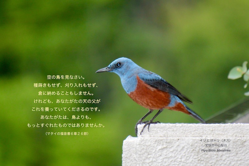 J5-15_Matt.6-26_空の鳥を_イソヒヨドリ-m.jpeg