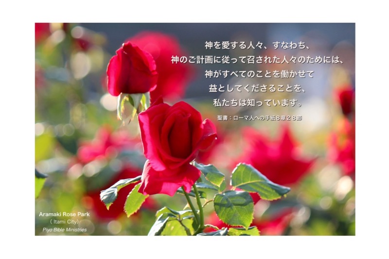 J10-6_Rom_8-28_神を愛する人々_Rose_B