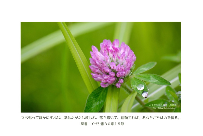 J6-4_Is. 30-15_立ち返って静かにすれば_紫詰草