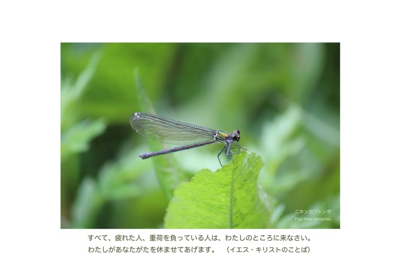 J6-5_Matt.11-28_すべて疲れた人