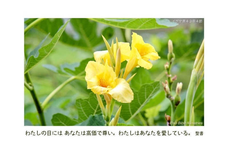 J7-4_Isa.43-4_わたしの目には_黄色-グラジオラス