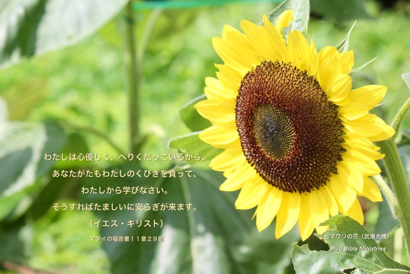 J7-5_Matt.11-29_わたしのくびきを負って