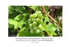 J7-8_John.15-1_わたしはぶどうの木_Hirakata