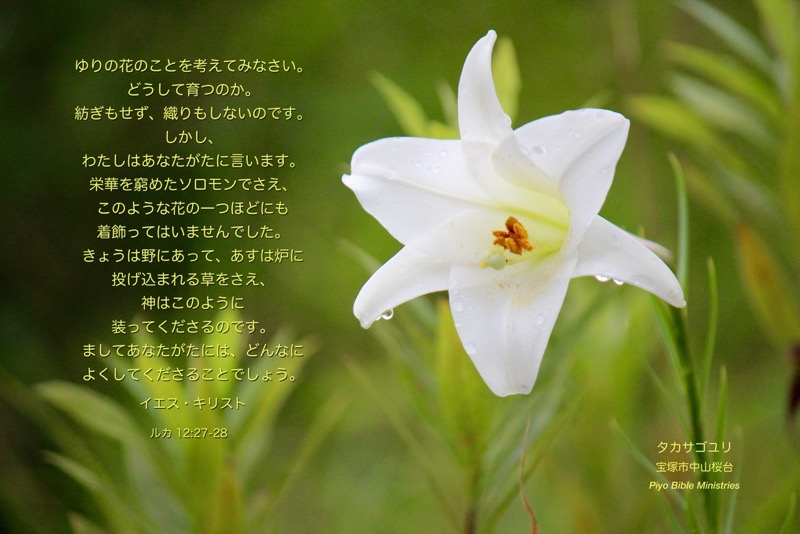 J8-7_Luke.12-27,28_ゆりの花のことを_タカサゴユリ
