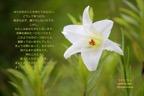 J8-7_Luke.12-27,28_ゆりの花のことを_タカサゴユリ
