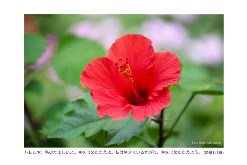 J10-5_Psa_146-1_ハレルヤ。私のたましいよ