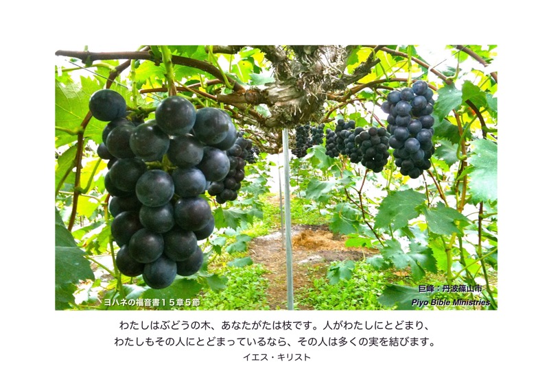 J9-1_John 15-5_わたしはぶどうの木_巨峰