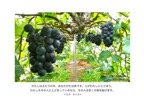 J9-1_John 15-5_わたしはぶどうの木_巨峰