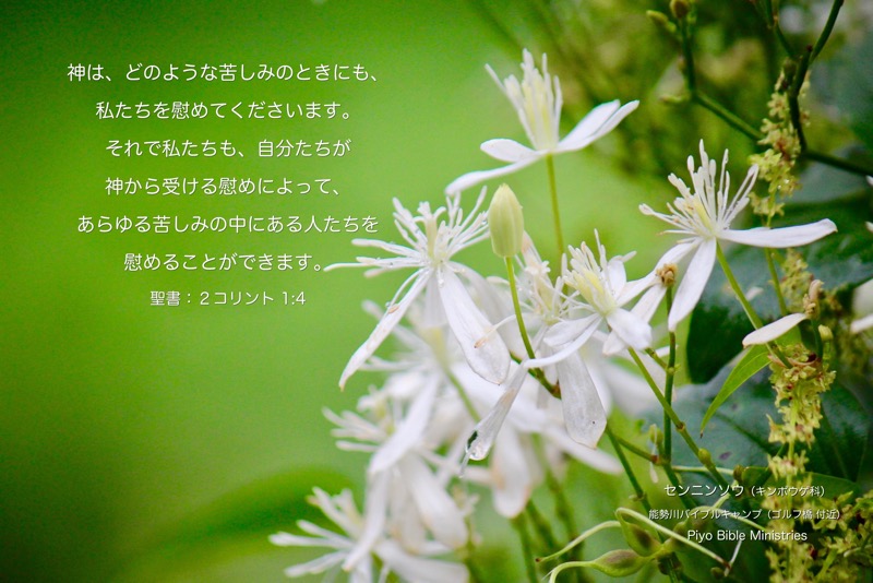 J9-2_2Cor.1-4_どのような苦しみのときにも_センニンソウ