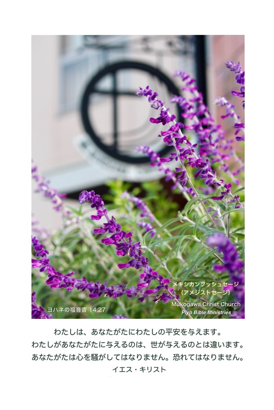 J10-1_John.14-27_わたしの平安を与えます_アメジストセージ