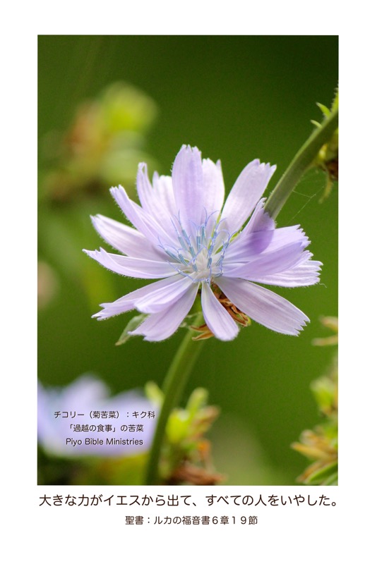 J10-4_Luke_6-19_すべての人をいやした