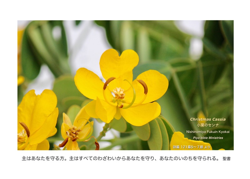 J11-1_Psa. 121-5~7_主はあなたを守る方_小葉のセンナ