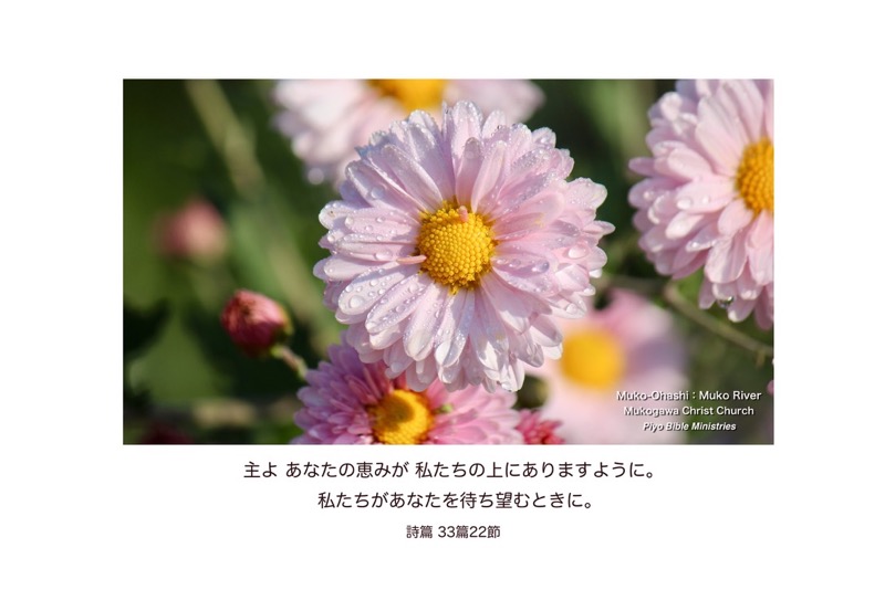 J11-2_Psa.33-22_主よあなたの恵みが