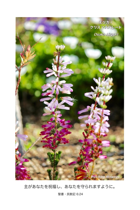 J2-1_Num.6-24_主があなたを祝福し_エリカ