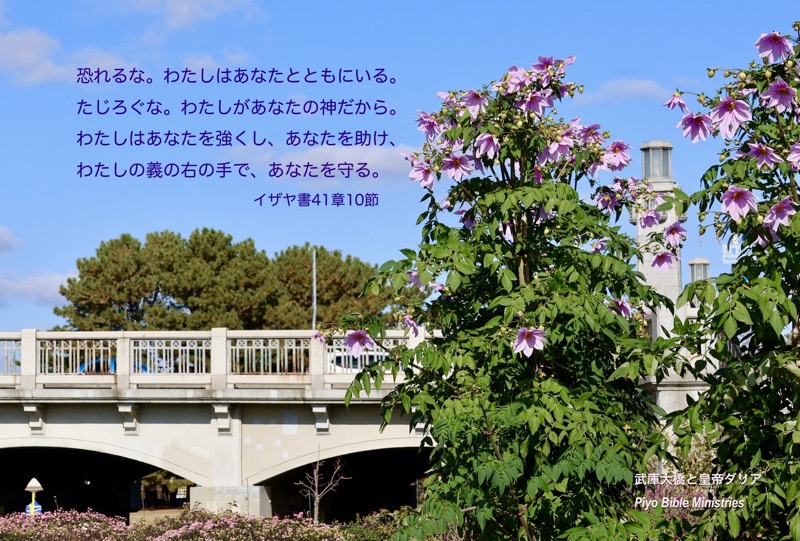J12-2_Isa-41-10_恐るな_武庫大橋と皇帝ダリア