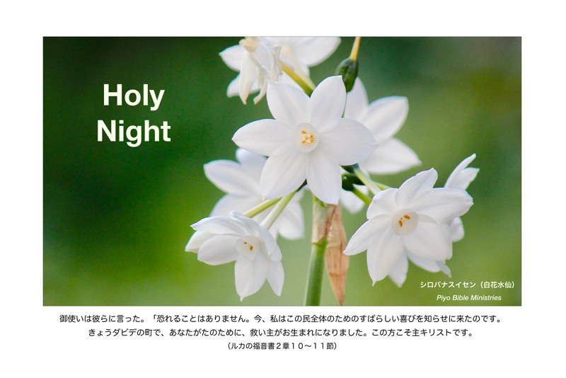 JC-5_Luke.2_10-11_きょうダビデの町で_シロバナスイセン