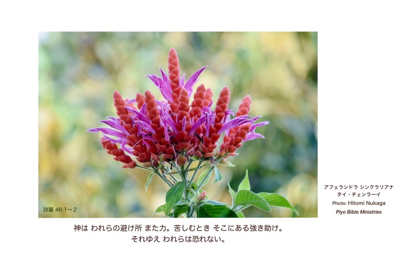 JT1-1_Psa.46-1~2_神はわれらの避け所_アフェランドラ シンクラリアナ_タイ