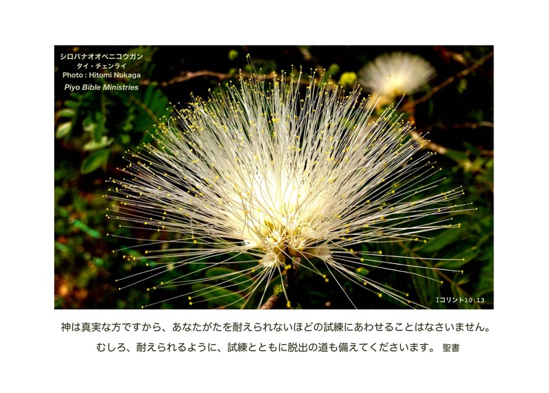 JT2-1_1Cor.10-13_試練とともに脱出の道も_シロバナオオベニコウガン_タイ-5