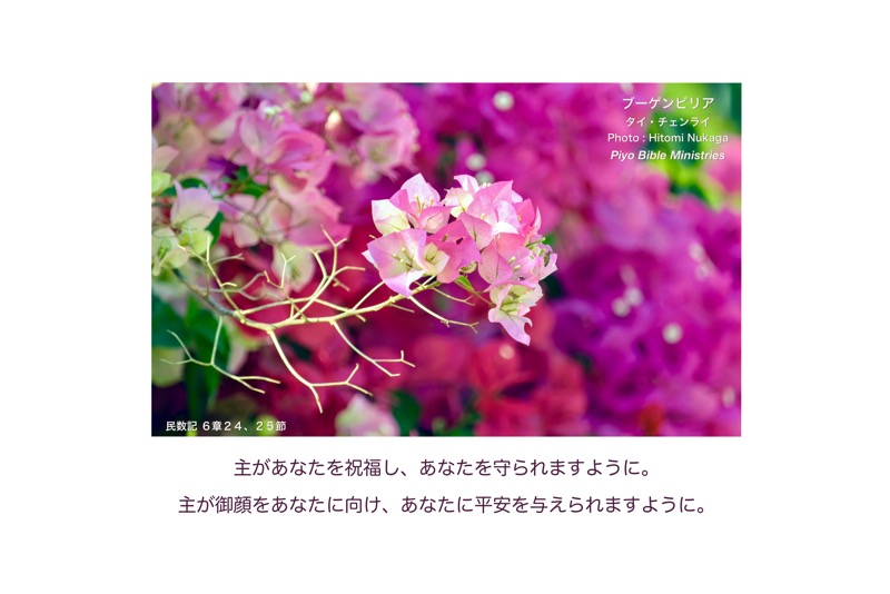 JT3-1_Num.6-24,25_主があなたを祝福し_ブーゲンビリア_タイ-6
