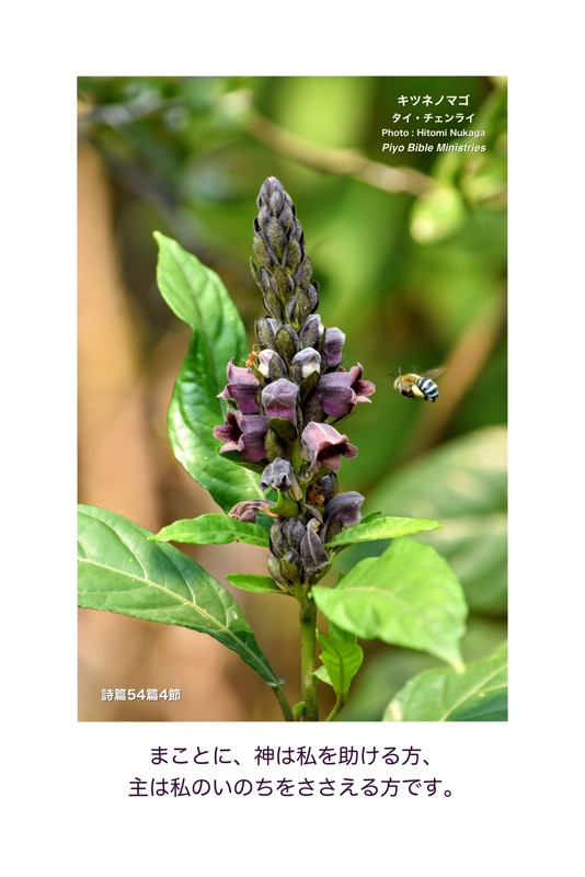 JT3-2_Psa.54-4_神は私を助ける方_キツネノマゴ_タイ-3