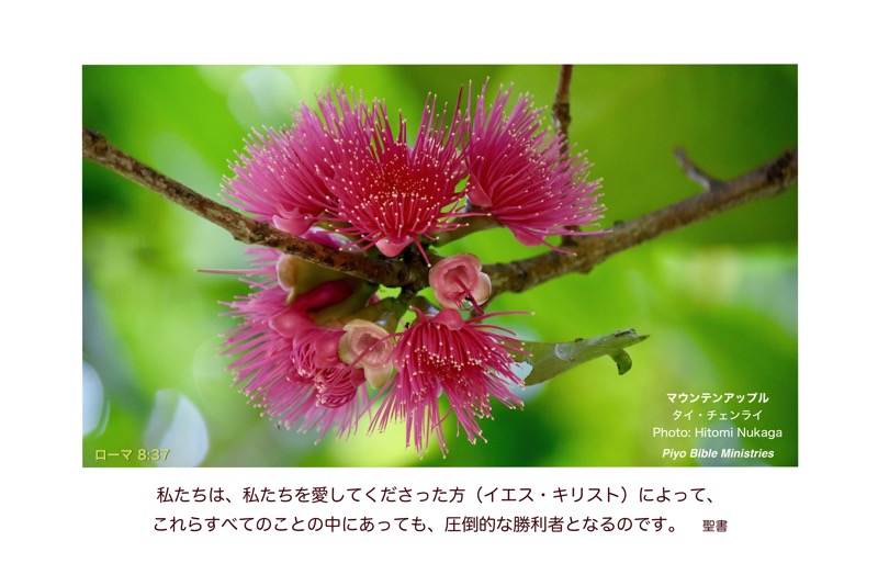 JT4-1_Rom.8-37_圧倒的な勝利者_マウンテンアップル-タイ4