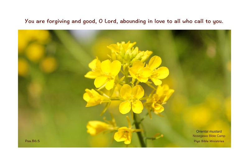 E4-2_Psa.86-5_You are forgiving and good