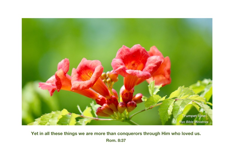 E6-1_Rom.8-37_we are more than conquerors_Trumpet Vine