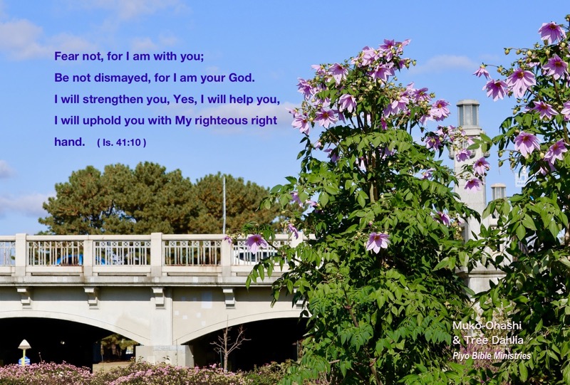 E12-2_Is.41-10_Muko-Ohashi & Tree Dahlia